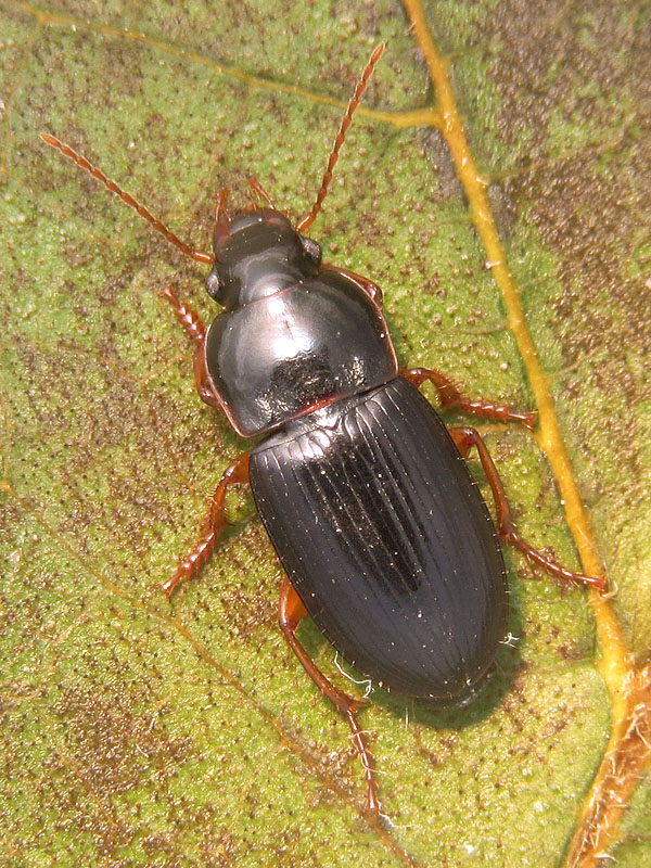 Carabidae:    Harpalus luteicornis, maschio